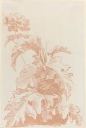 ケシの花