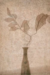 繊細なセピア色の植物画