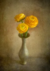 ゴールデン・ラナンキュラスの花瓶