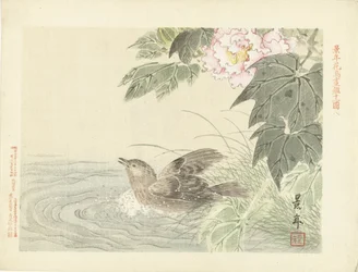 ピンクの花の近くで鳥を水浴び 桂年花鳥画（シリーズタイトル） 経年課長画譜