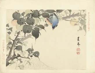 クモを見て枝に青オレンジ色の鳥 桂年花鳥画（シリーズ名） 経年課長画譜
