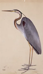 サギ、c。 1820年