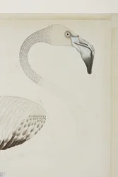 フラミンゴ、詳細、c.1780（紙に不透明なトイレ）