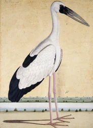 オープンビークコウノトリ、c。 1780