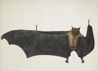 インディアン・フライング・フォックス（グレート・インディアン・フルーツ・バット） Pteropus Giganteus, c. 1800 （手彩色のエングレービング
