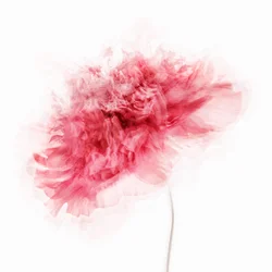 柔らかなピンクの花