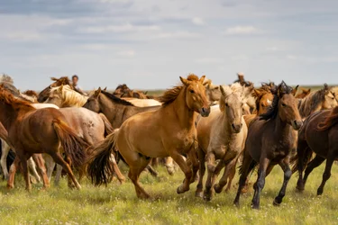 モンゴル、南ゴビ砂漠の馬の群れ、2018年（写真）。