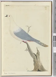F.11ピジョン。ニューカレドニア、1772-75（WC）
