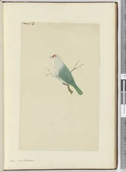 F.12どこで。ニューカレドニア、1772-75（トイレ）