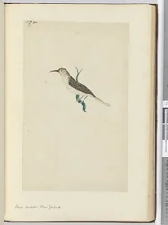 F.23小さなカッコウ。ニュージーランド、1772-75（wc）
