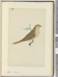 F.29グロビーク。ニュージーランド、1772-75（wc）