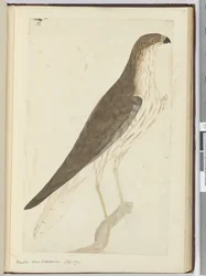 F.32ホーク。ニューカレドニア。 （1774年9月）、1772-75（トイレ）