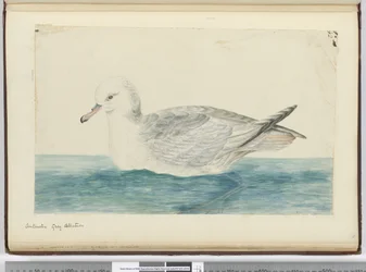 F.42南極灰色のアホウドリ、1772年から75年（WC）