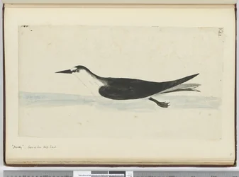 F.44ノディ。海抜S. lat。、1772-75（トイレ）で見られる