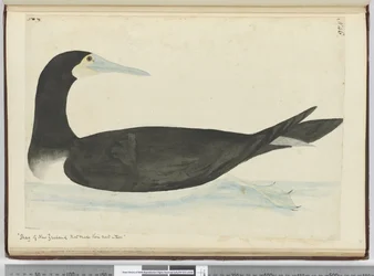 F.46 木に巣を作るニュージーランドのウ、1772-75年