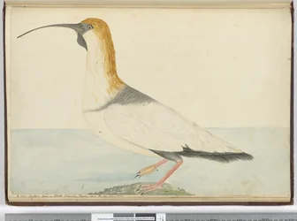 F.52新しいカーリュー。スタテン島で見られるティエラデルフエゴ1774年1月、1772-75（wc）