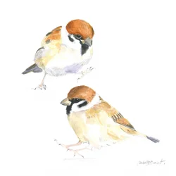 小さなスズメたち