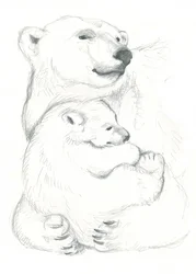 ホッキョクグマと子グマの素描