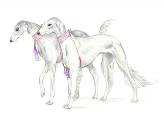 繊細な首輪を着けたサルーキ犬
