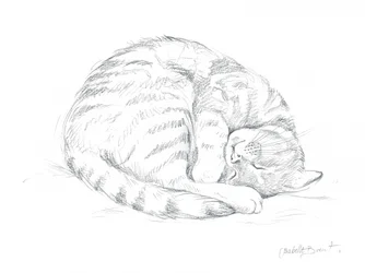 眠る猫の素描