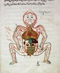 アラビアの医学。"血液循環と消化器系" 解剖学写本のミニチュア "Tashrih bi al-Taswir" Mansur (Mansur) ibn Ilyas (1390年頃) 17世紀 イスタンブール、大学付属図書館