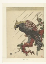 雨の中で松の枝にイーグル