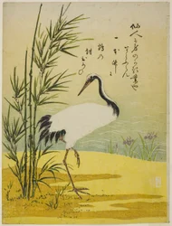鶴竹菖蒲