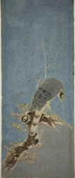 木にとまるハヤブサ