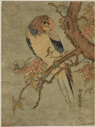 マルメロの木のオウム