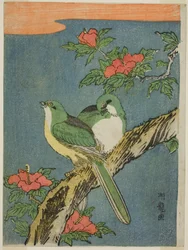 ハイビスカスの木に二羽の鳥
