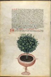 鉢植えのバジル、「カラーラ ハーブ」のイラスト、パドヴァ、1400 年頃（紙に金のペンとインク）