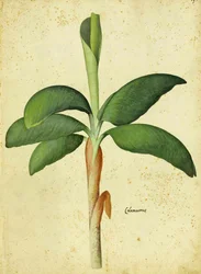 ウリッセアルドロヴァンディによるAcorus calamus