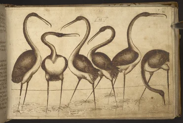 追加。 82955、f.110 鳥。   、ヒストリアアニマルリウムから、 (さまざまな種の動物と神話上の生き物の 245 のペンとインクの図面で構成され、それぞれに説明が付いています。)    1595年