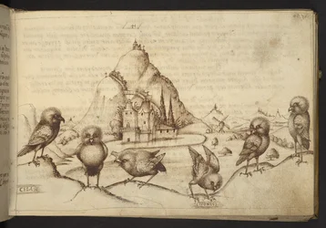 追加。 82955、f.40 鳥。 (「セラ」、「イドニバス」)  、ヒストリアアニマルリウムから、 (さまざまな種の動物と神話上の生き物の 245 のペンとインクの図面で構成され、それぞれに説明が付いています。)    1595年