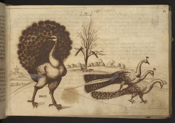Add. 82955、f.53 クジャク（「pavo」）、『Historia Animalium』より、異なる動物種と神話上の生き物を描いた245点のペンとインクによる素描から成り、それぞれに説明文が付く、1595年