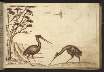 追加。 82955、f.70   サギ（「アルデオラ」）。  、ヒストリアアニマルリウムから、 (さまざまな種の動物と神話上の生き物の 245 のペンとインクの図面で構成され、それぞれに説明が付いています。)    1595年