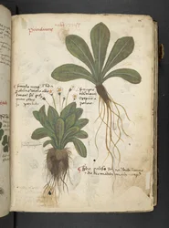 MS 41623 
