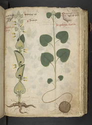 MS 41623 