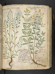 MS 41623 