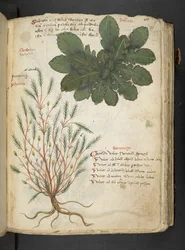 MS 41623 