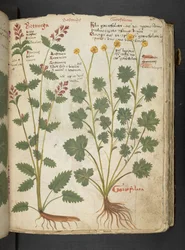 MS 41623 