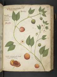 MS 41623 