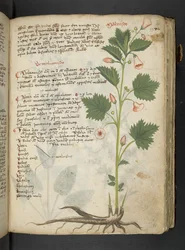 MS 41623 