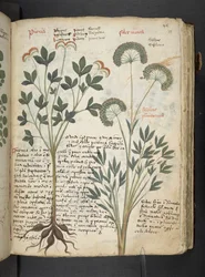 MS 41623 