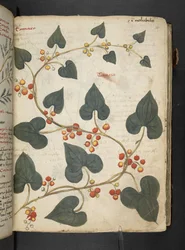 MS 41623 