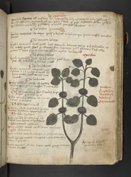 MS 41623 