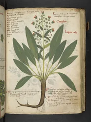MS 41623 