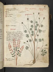 MS 41623 