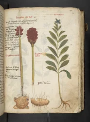 MS 41623 