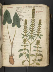 MS 41623 